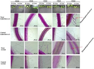 Fine mapping and candidate gene analysis of CRA8.1.6, which confers clubroot resistance in turnip (Brassica rapa ssp. rapa)